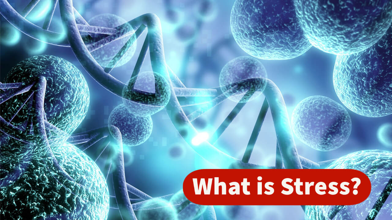 What is Stress?