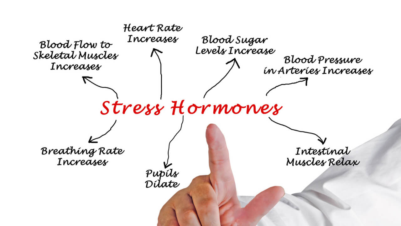 The Effect of Stress on our Bodies