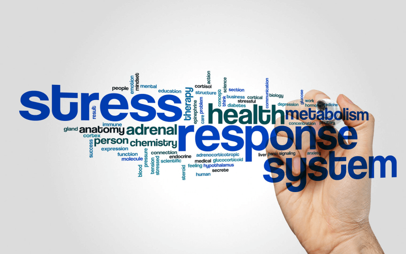 Stress Response Stressed Response