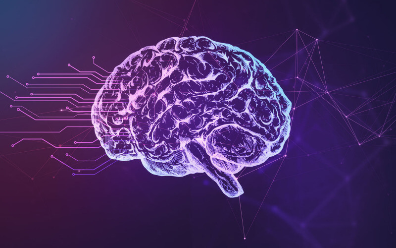 Human Brain Human Brain