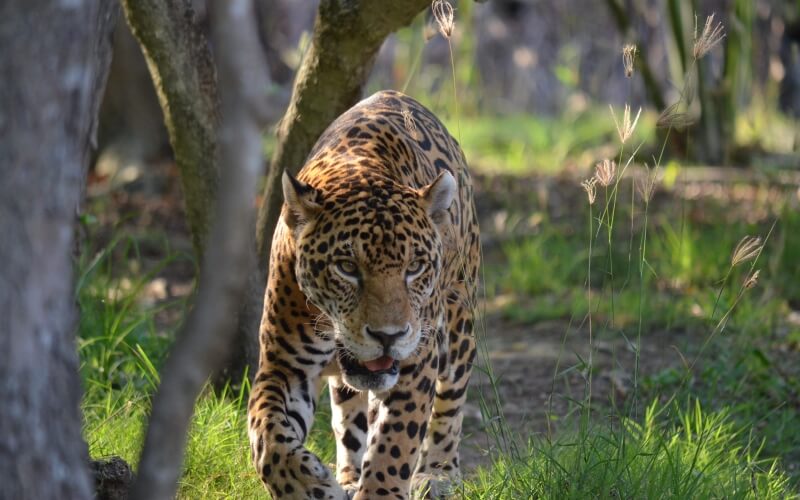 Stalking Leopard in Grassy Woodland