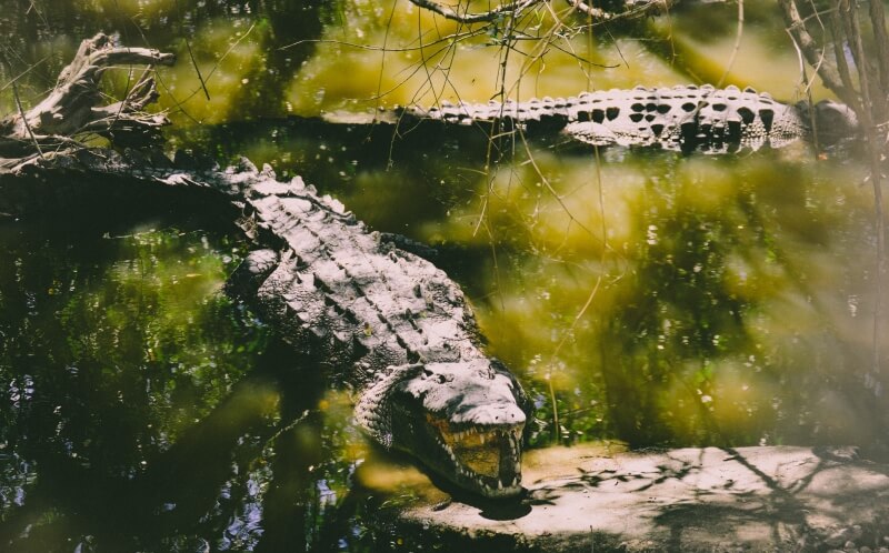 Crocodiles in River