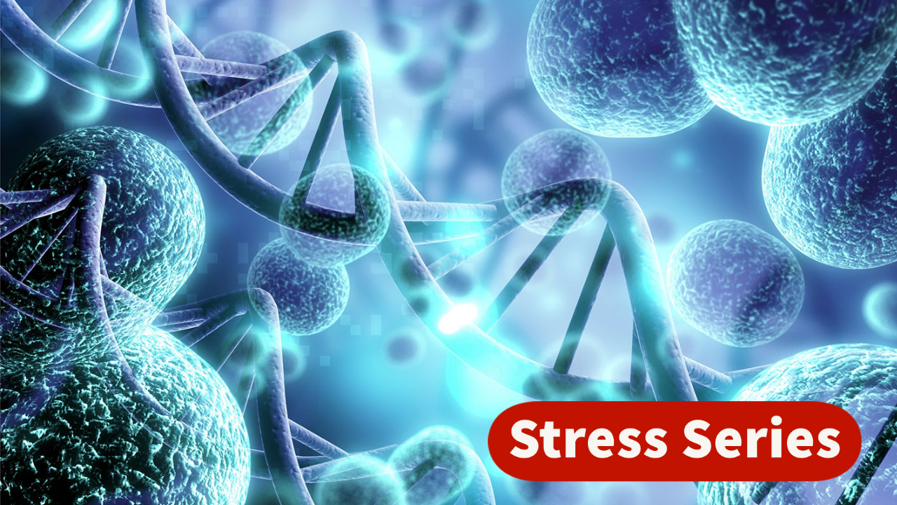 Stress: The 10-Part Series